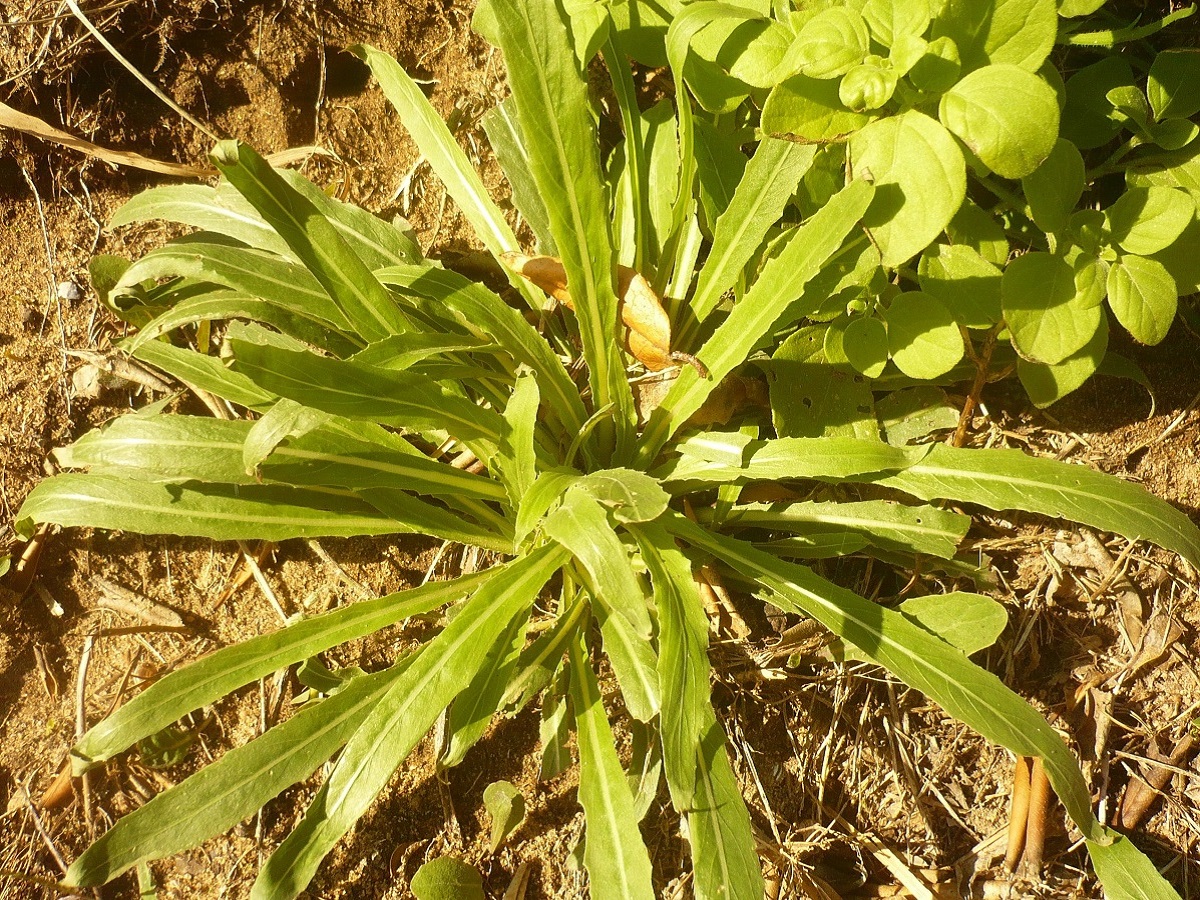 Oenothera stricta (Onagraceae)